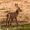 Tarangire NP